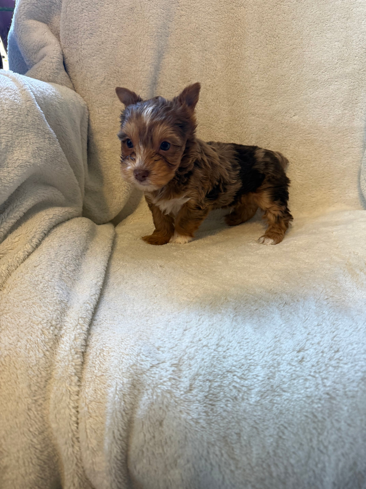 Yorkshire Terrier Male Chocolate Merle