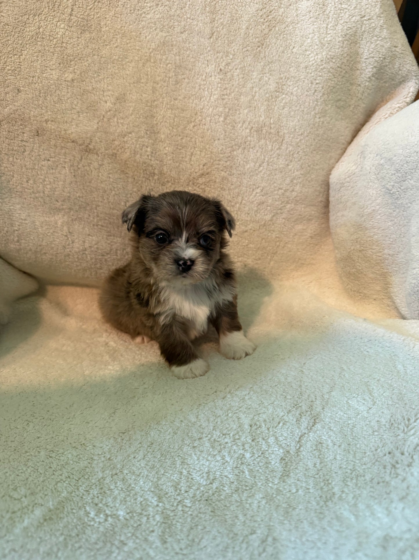Male Yorkshire Terrier