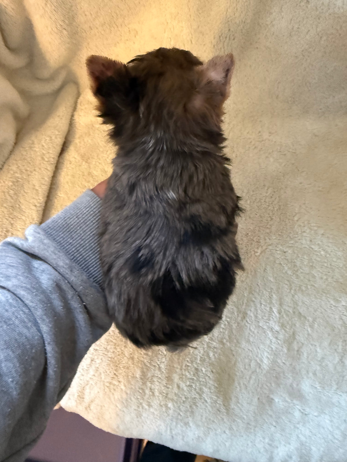 Yorkshire Terrier Blue Merle Male