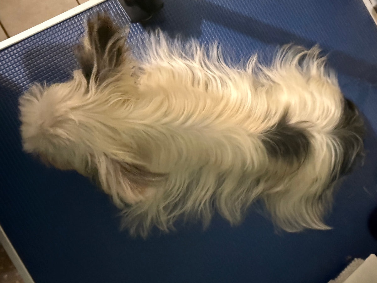 Yorkshire Terrier Male