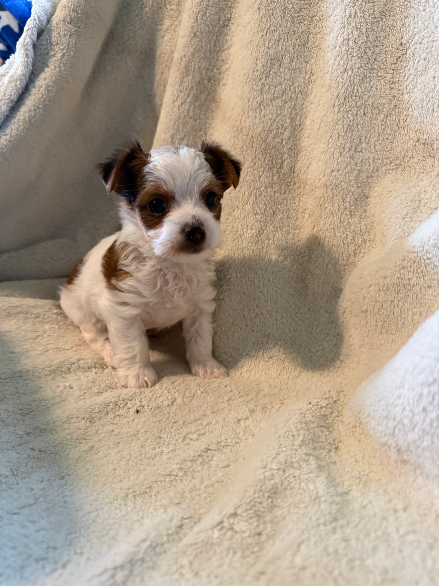 Male Yorkshire Terrier