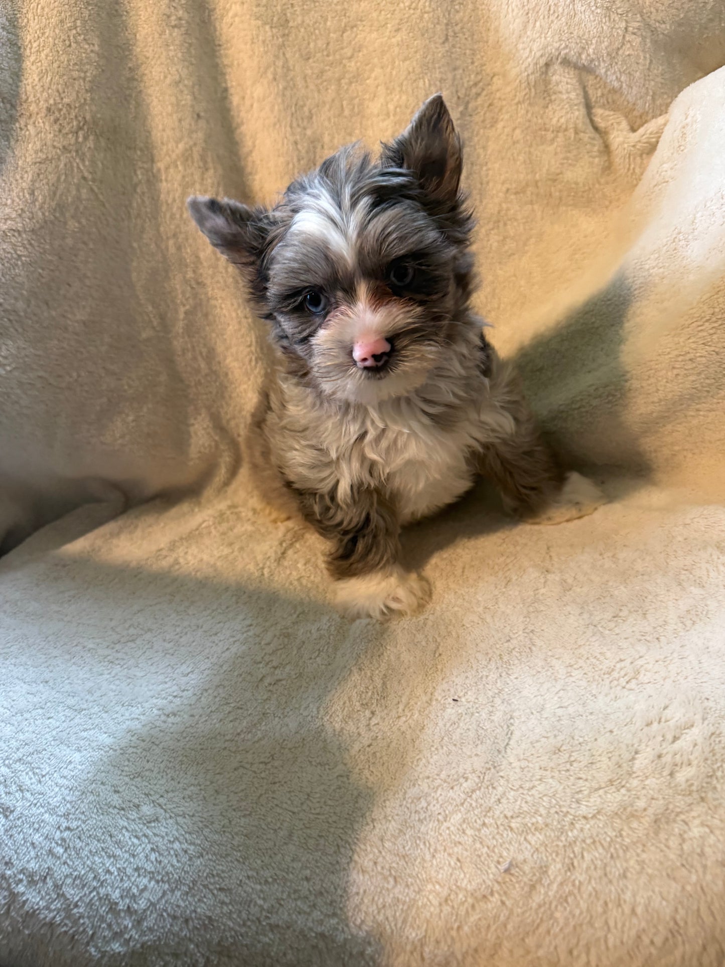 Yorkshire Terrier male