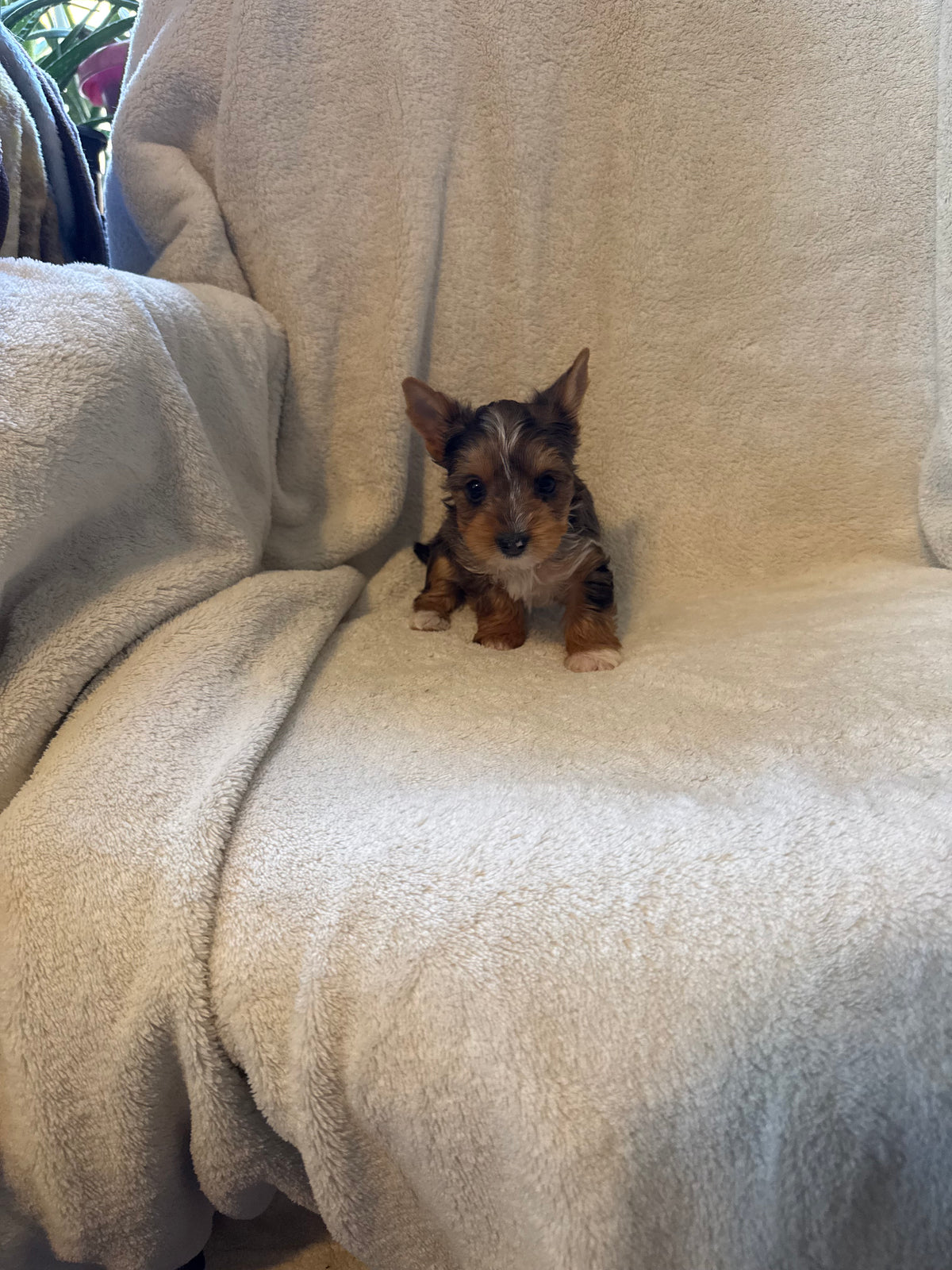 Yorkshire Terrier Female Blue Merle