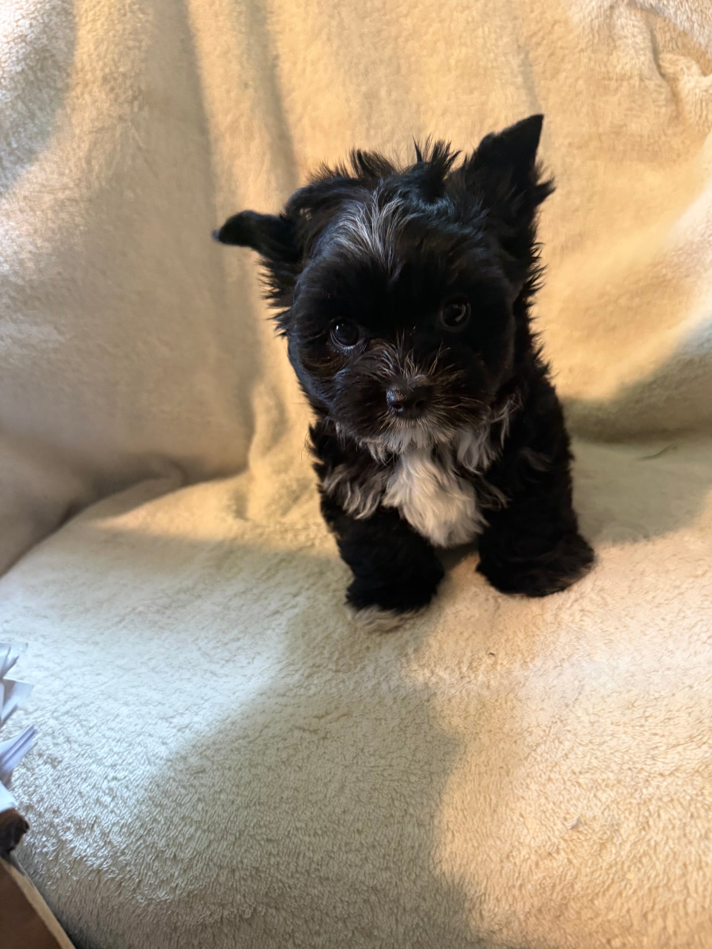 Yorkshire Terrier Female