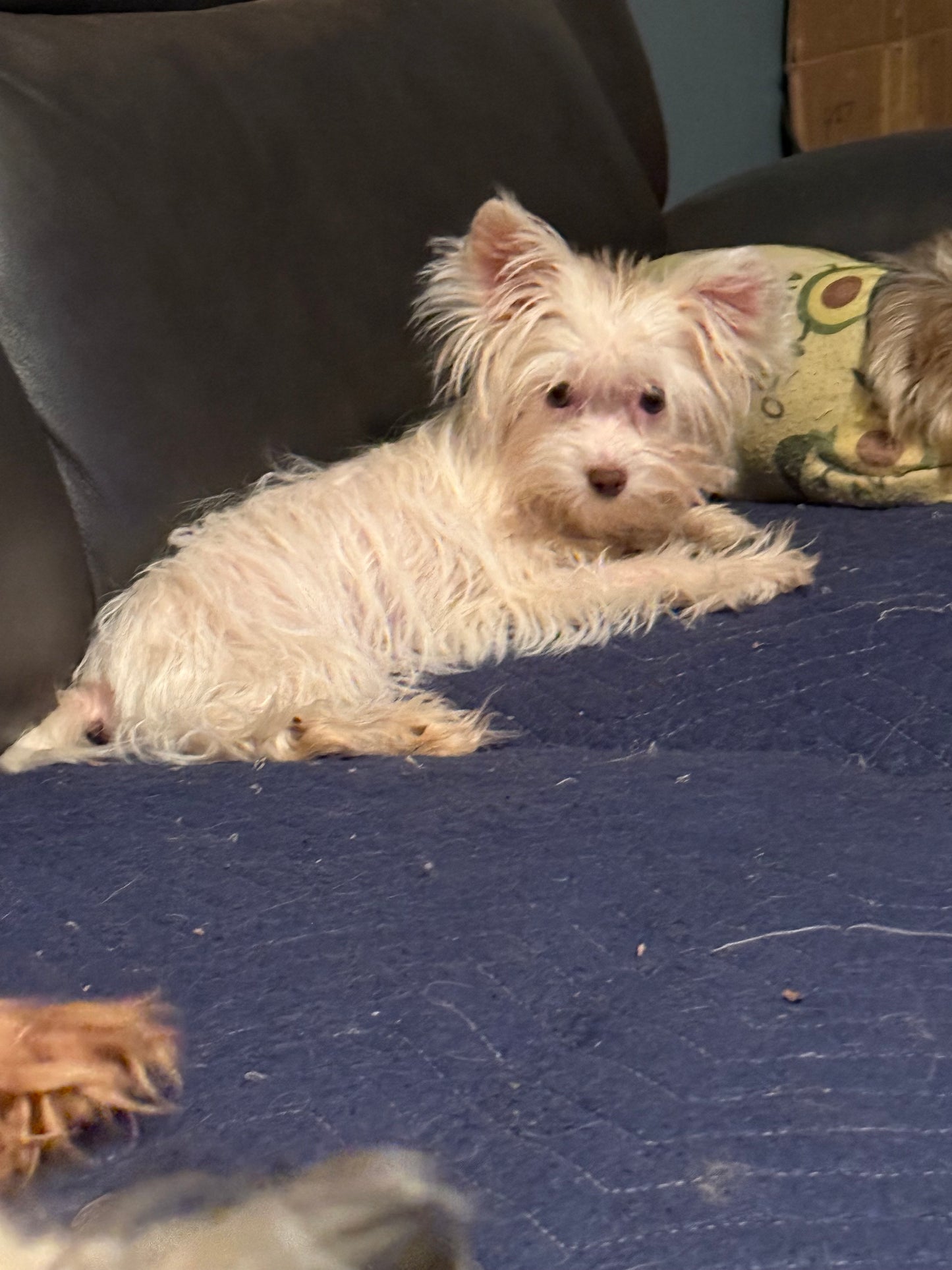Yorkshire Terrier Female
