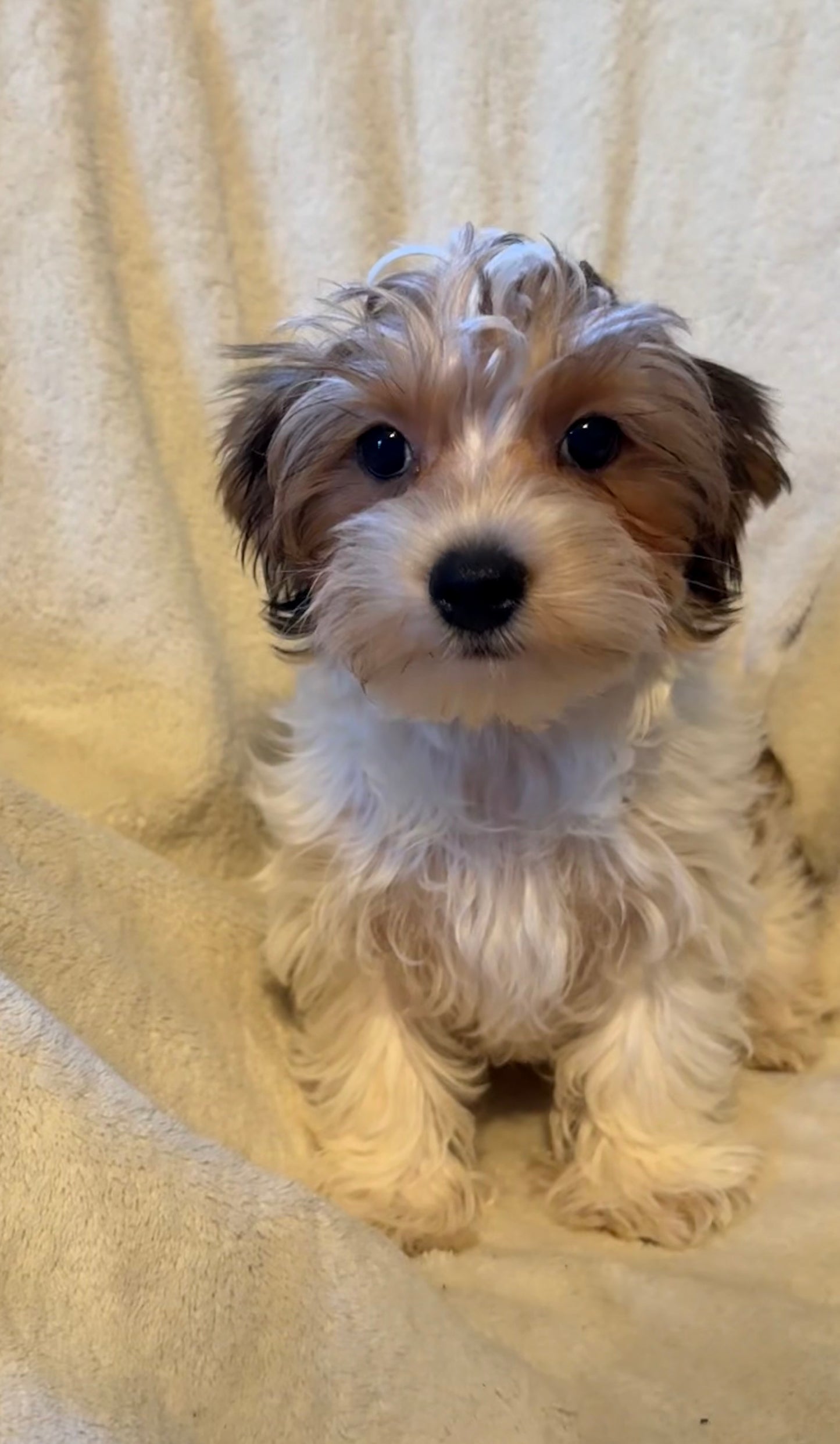 Male Yorkshire Terrier