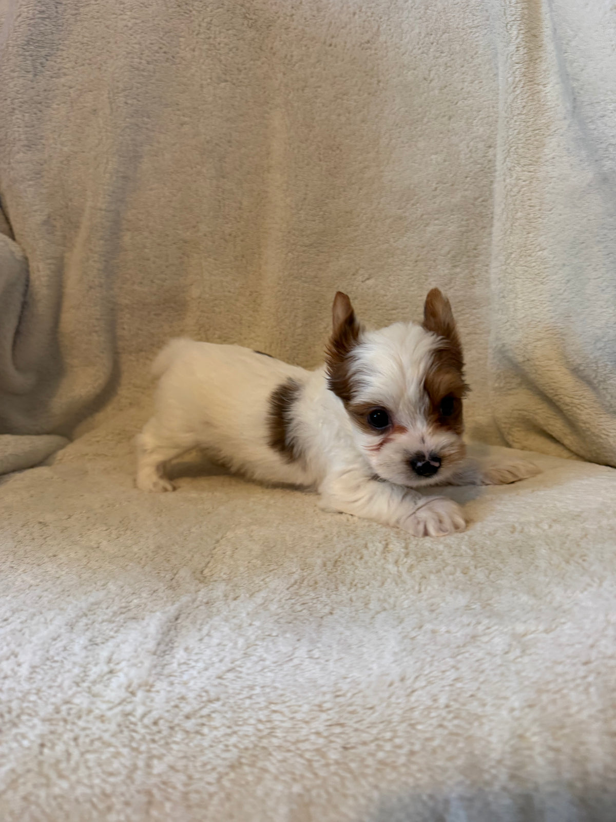 Yorkshire Terrier Male Sable Parti
