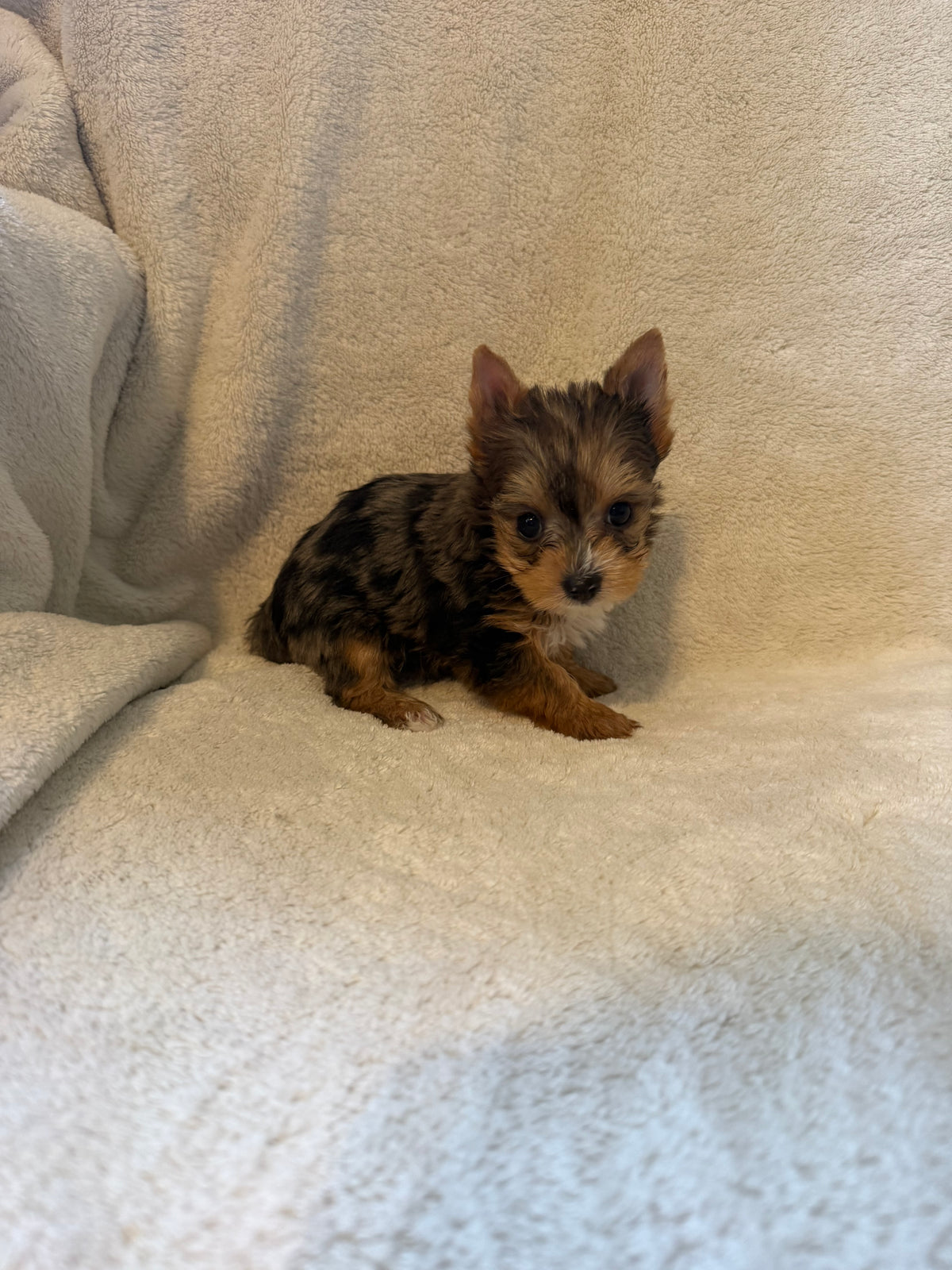 Yorkshire Terrier Blue Merle Male