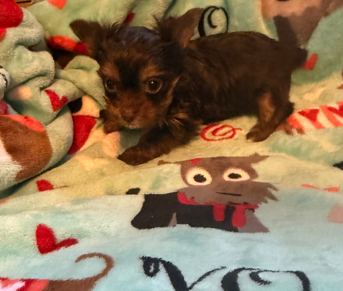 Yorkshire Terrier Chocolate Male