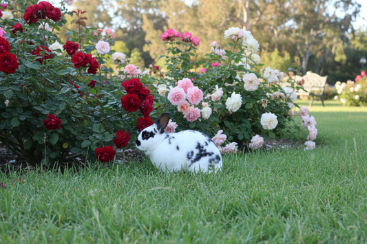 New Zealand Adult Doe Rabbits 1 yr old or older