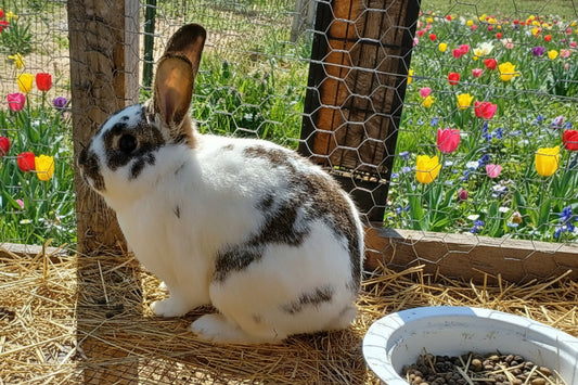 New Zealand Adult Buck Rabbits 1 yr old or over