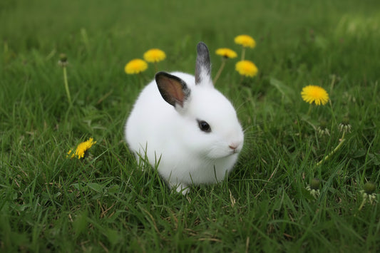 New Zealand Rabbit Kits 8 weeks or older