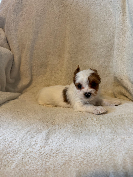 Yorkshire Terrier Male Sable Parti