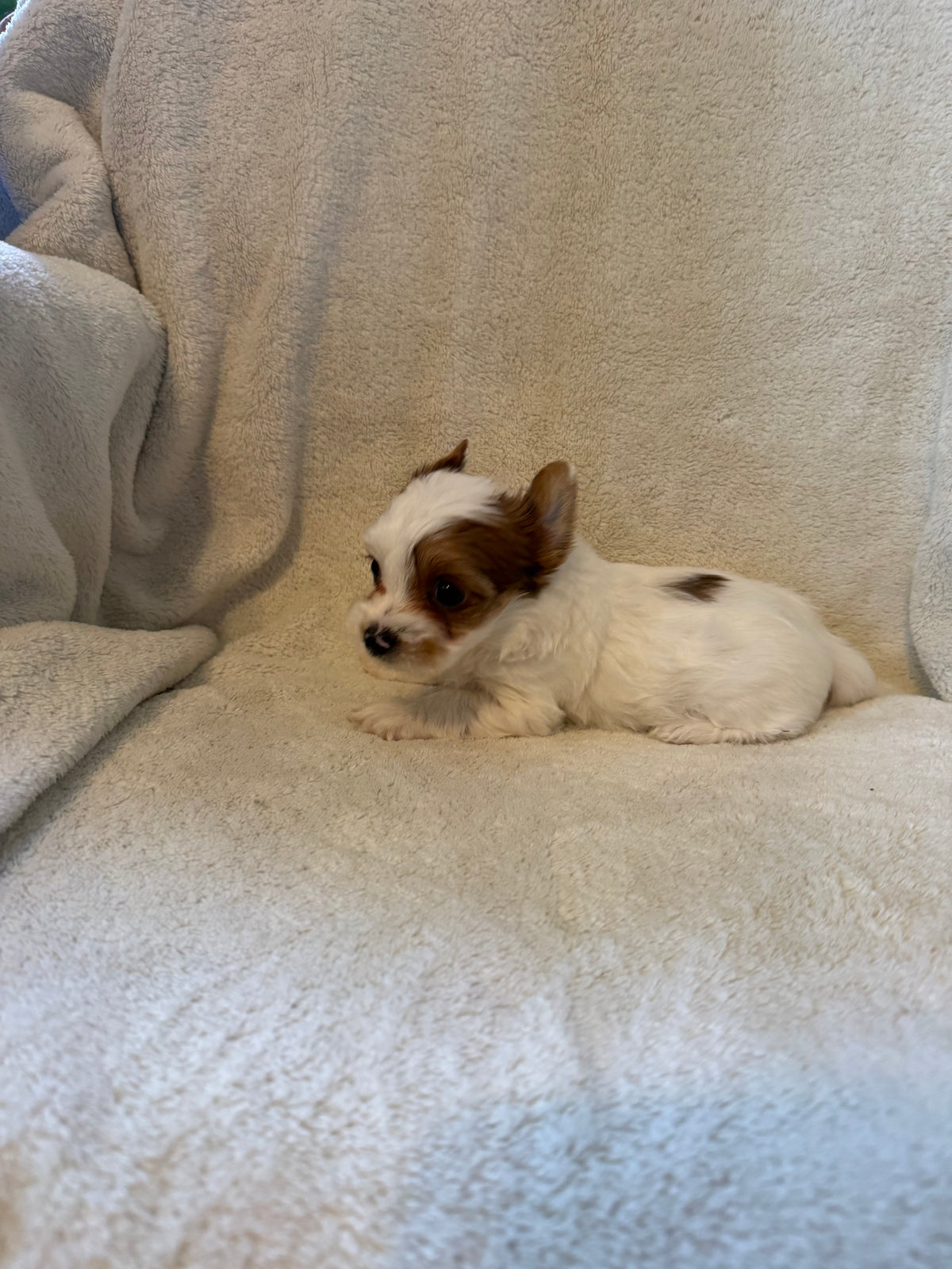 Yorkshire Terrier Male Sable Parti