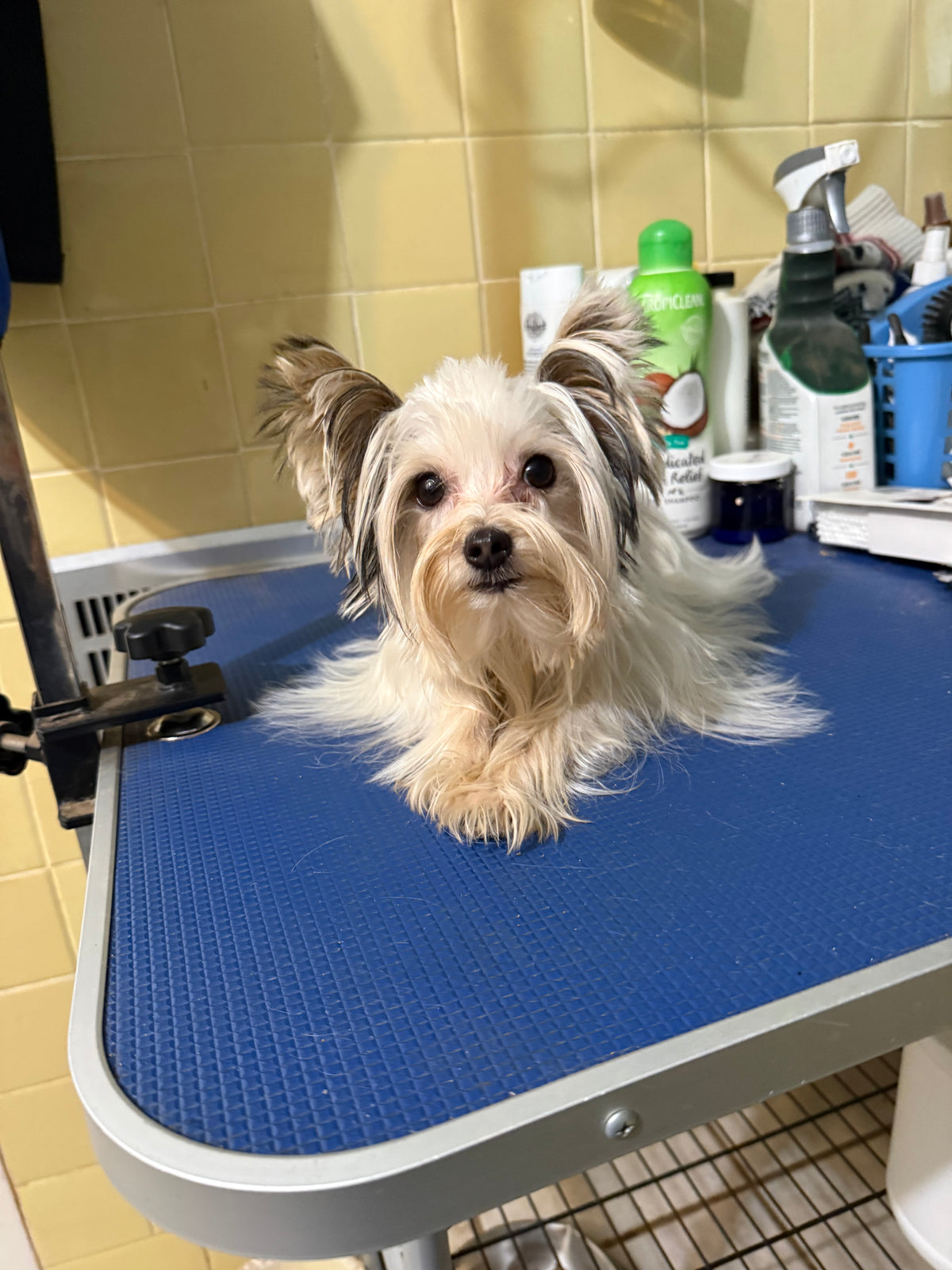 Yorkshire Terrier Male