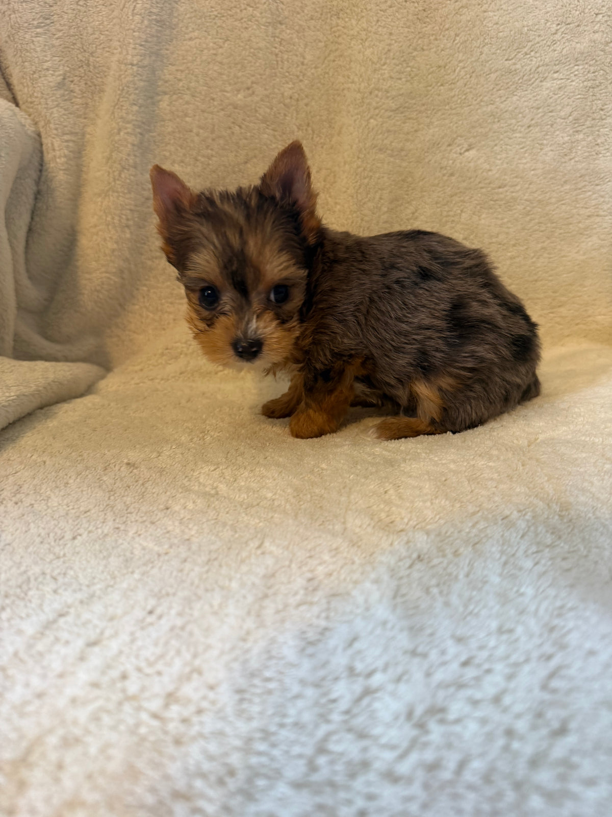 Yorkshire Terrier Blue Merle Male