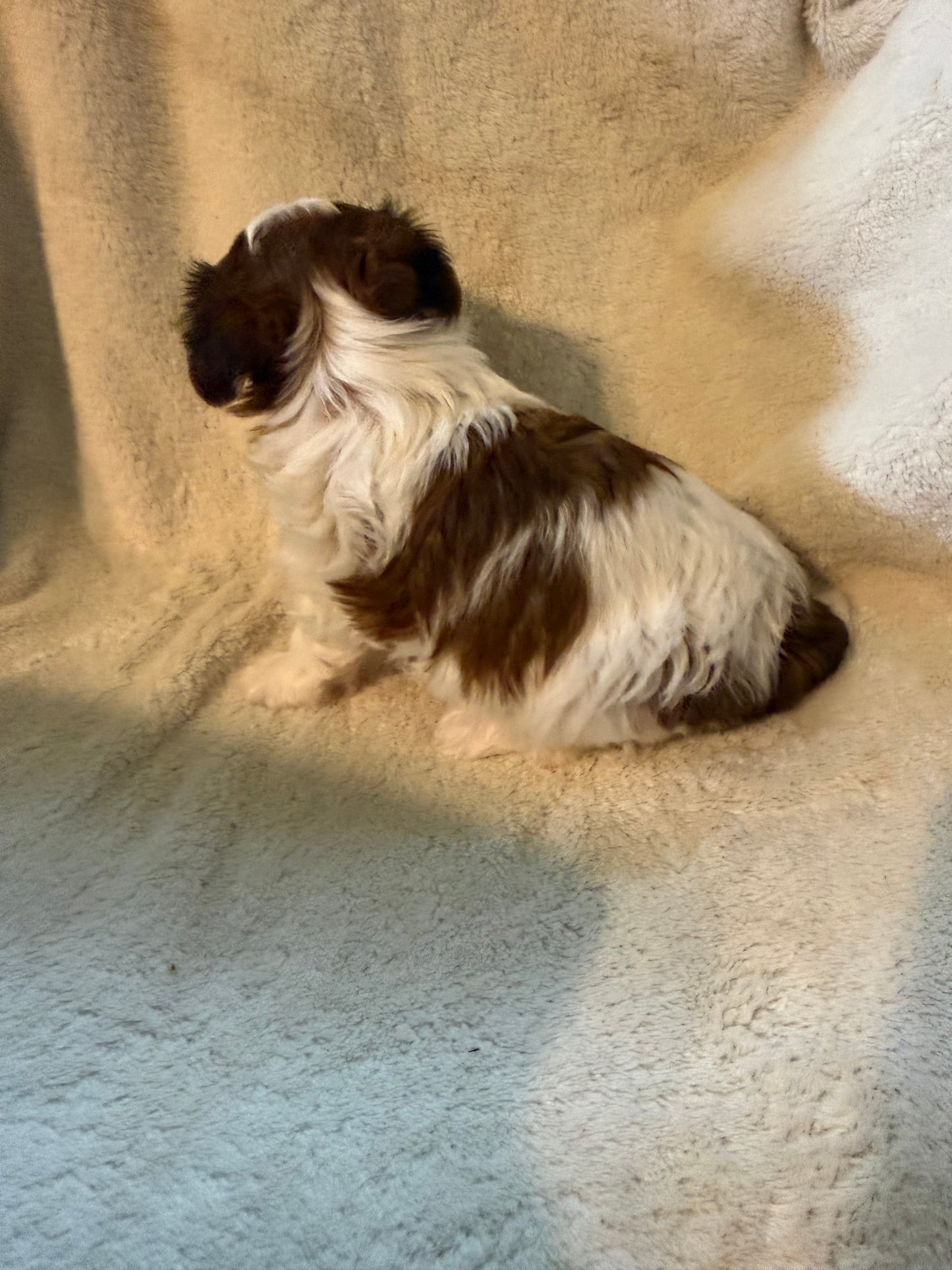 Male Yorkshire Terrier
