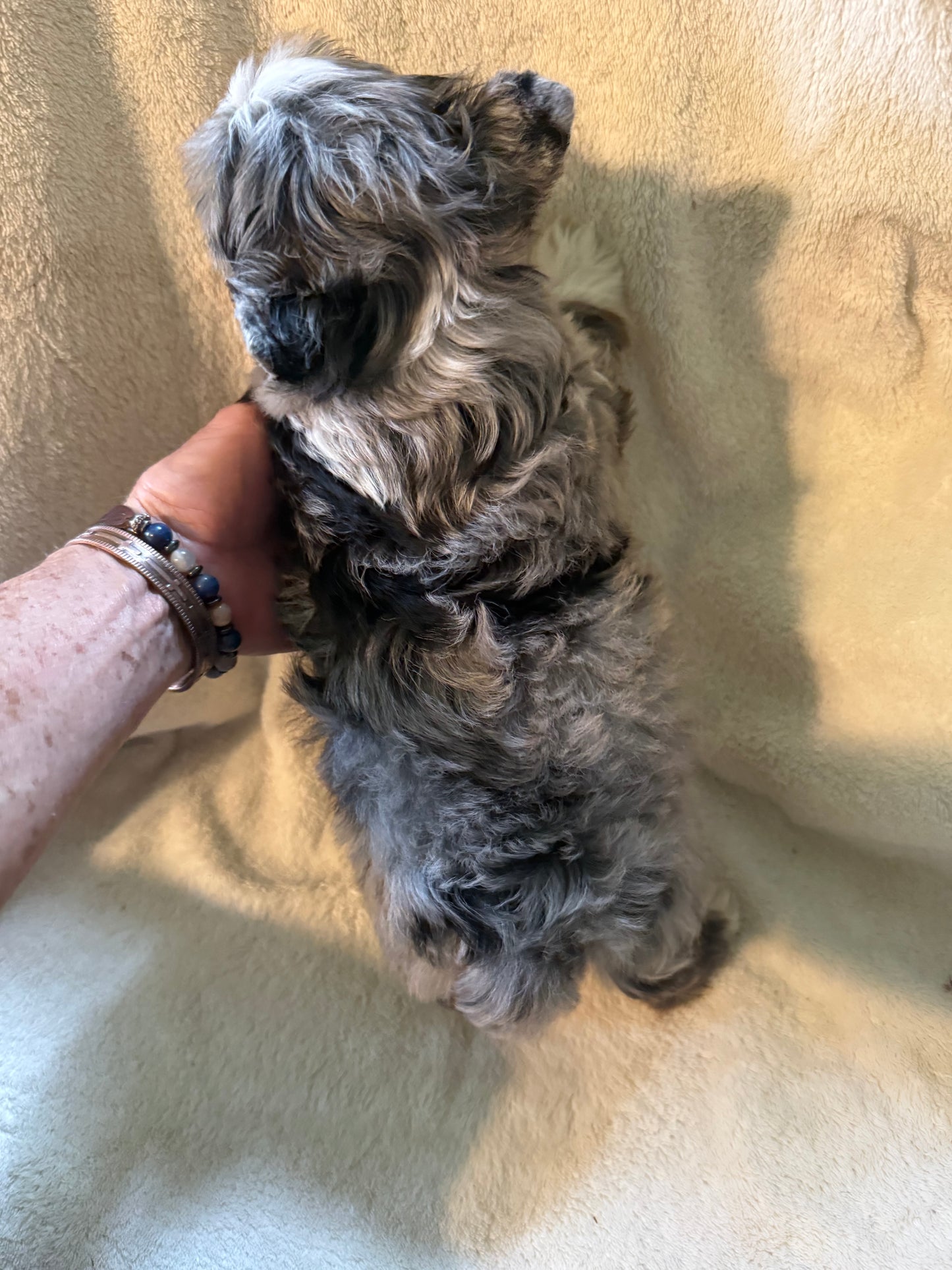 Yorkshire Terrier male