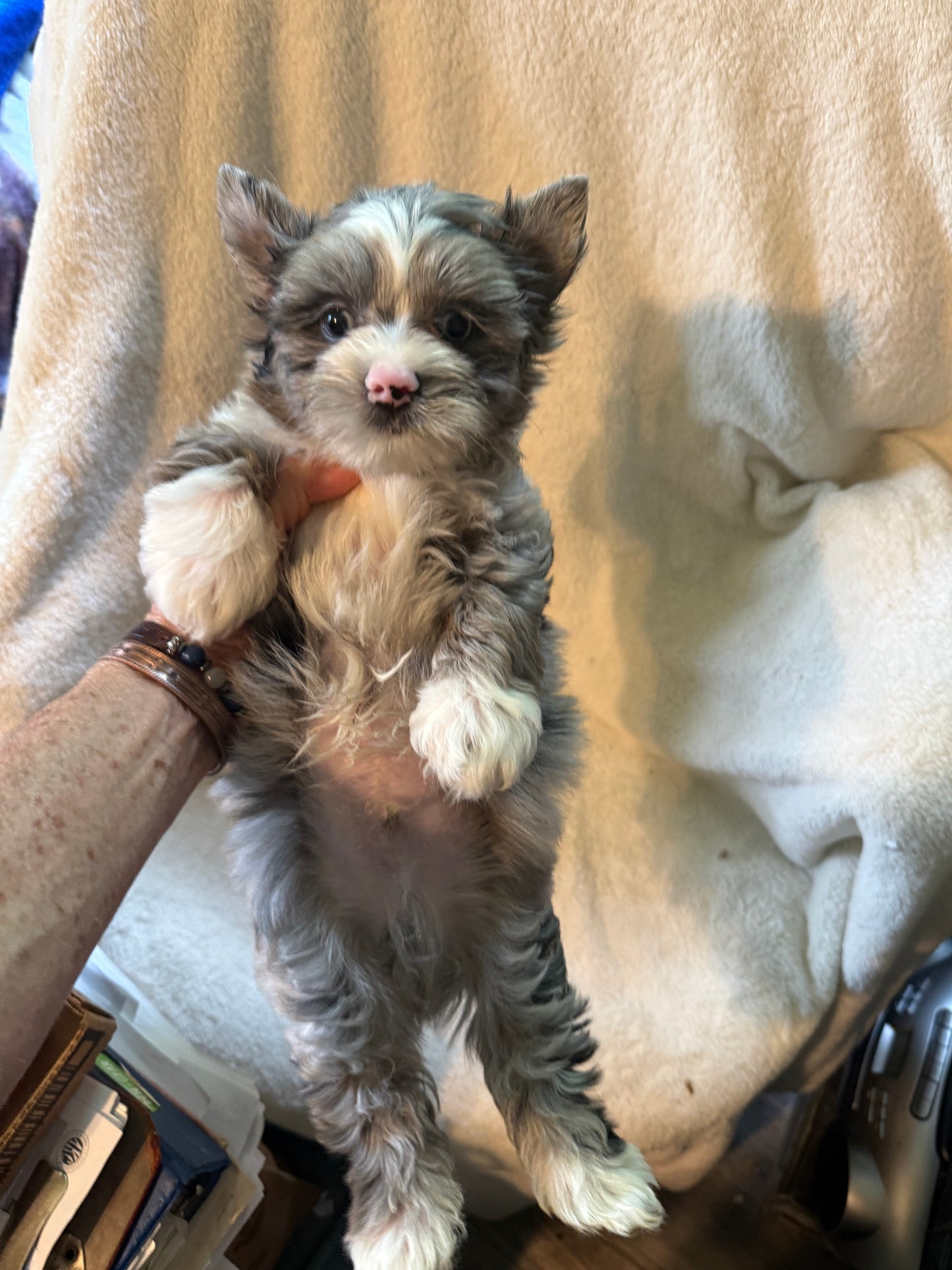 Yorkshire Terrier male