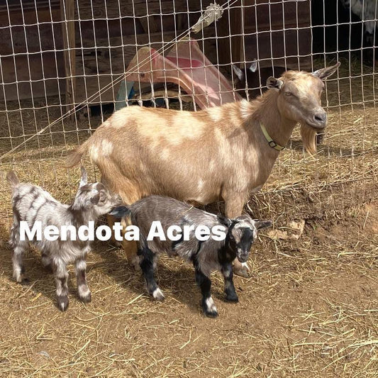Nigerian Dwarf Goat kids