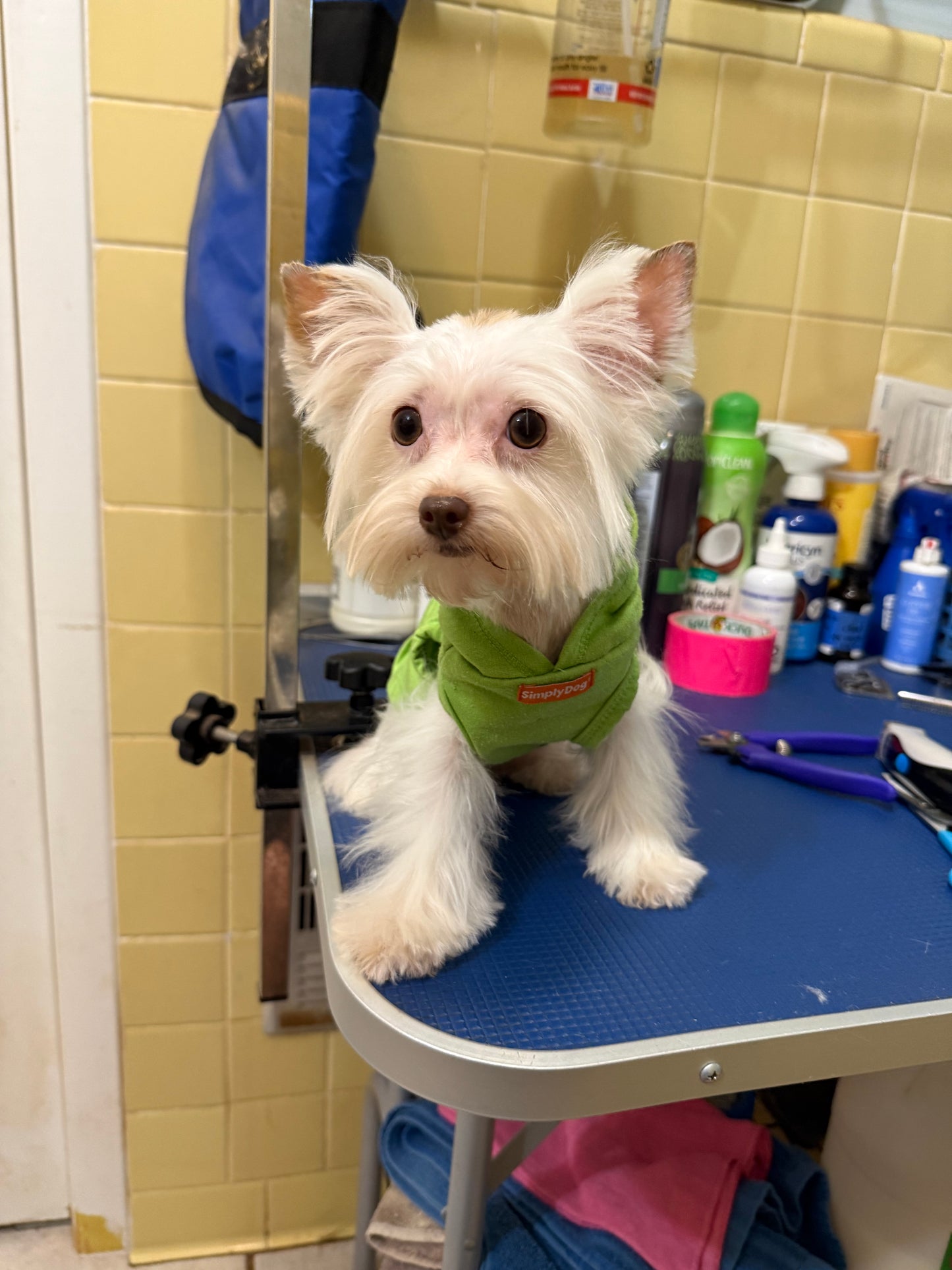 Yorkshire Terrier Female