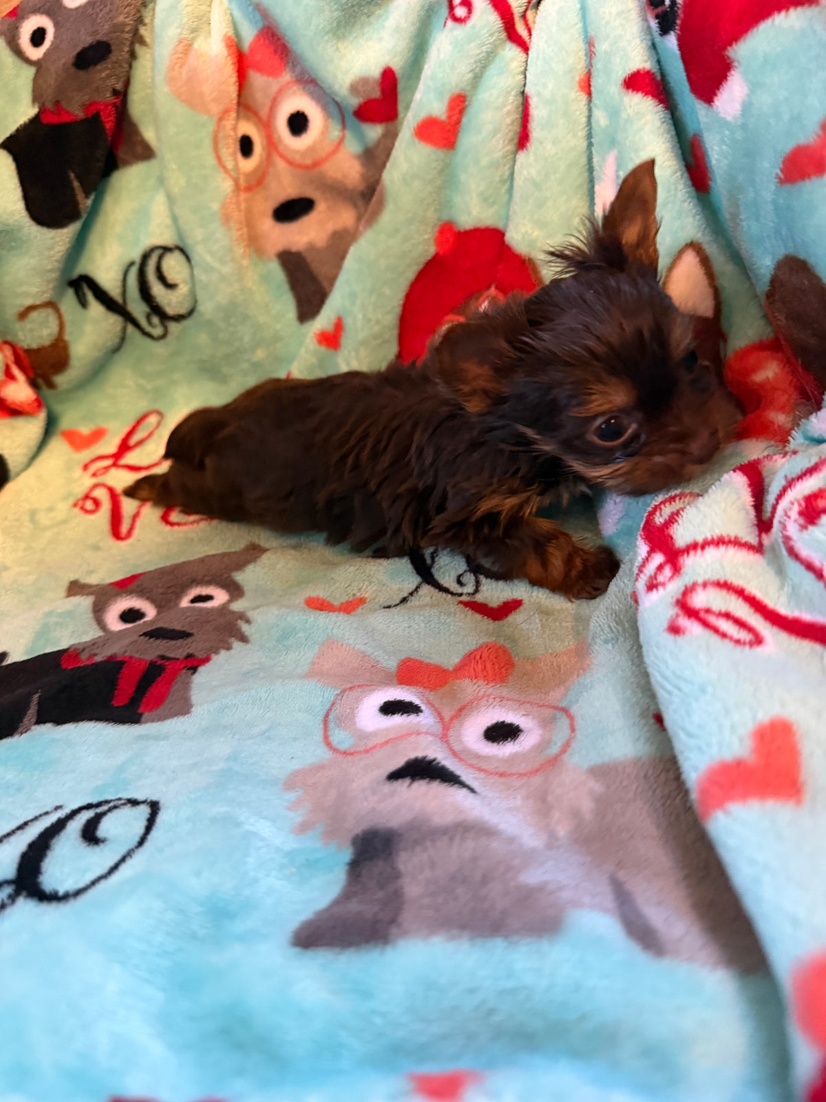 Yorkshire Terrier Chocolate Male