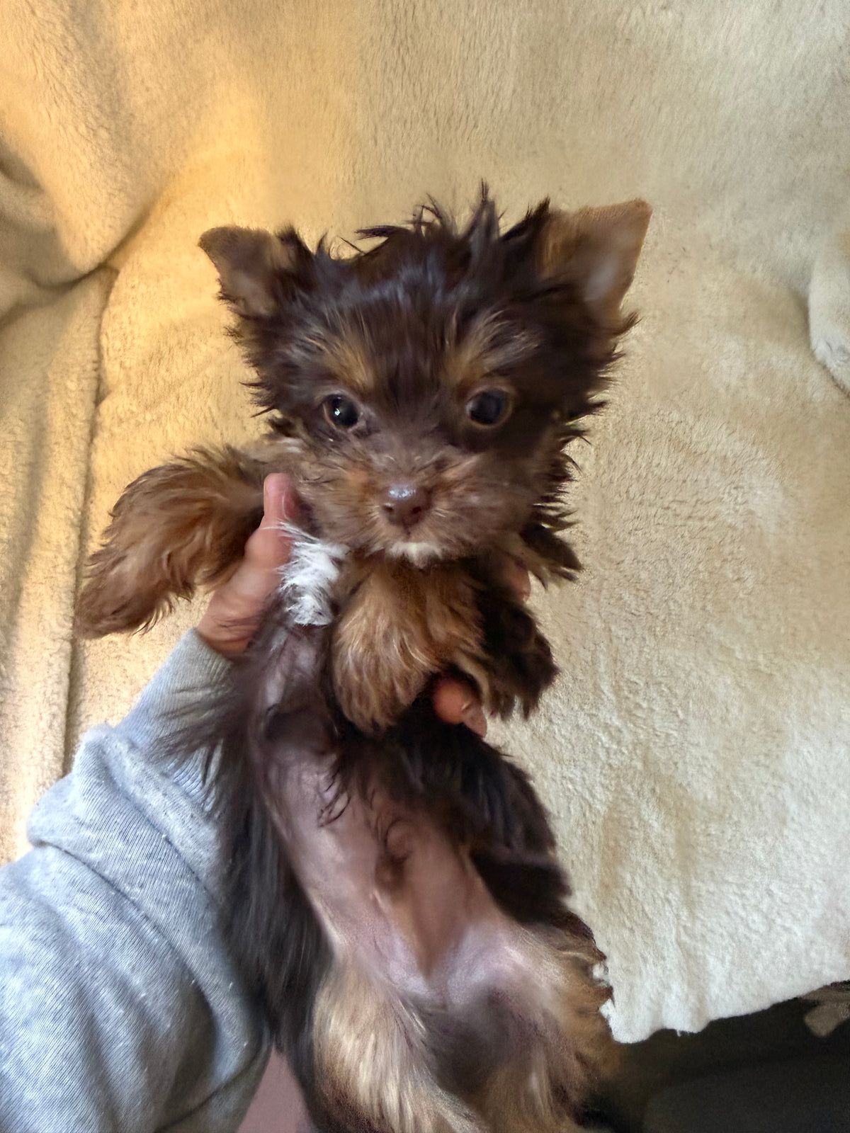 Yorkshire Terrier Chocolate Male