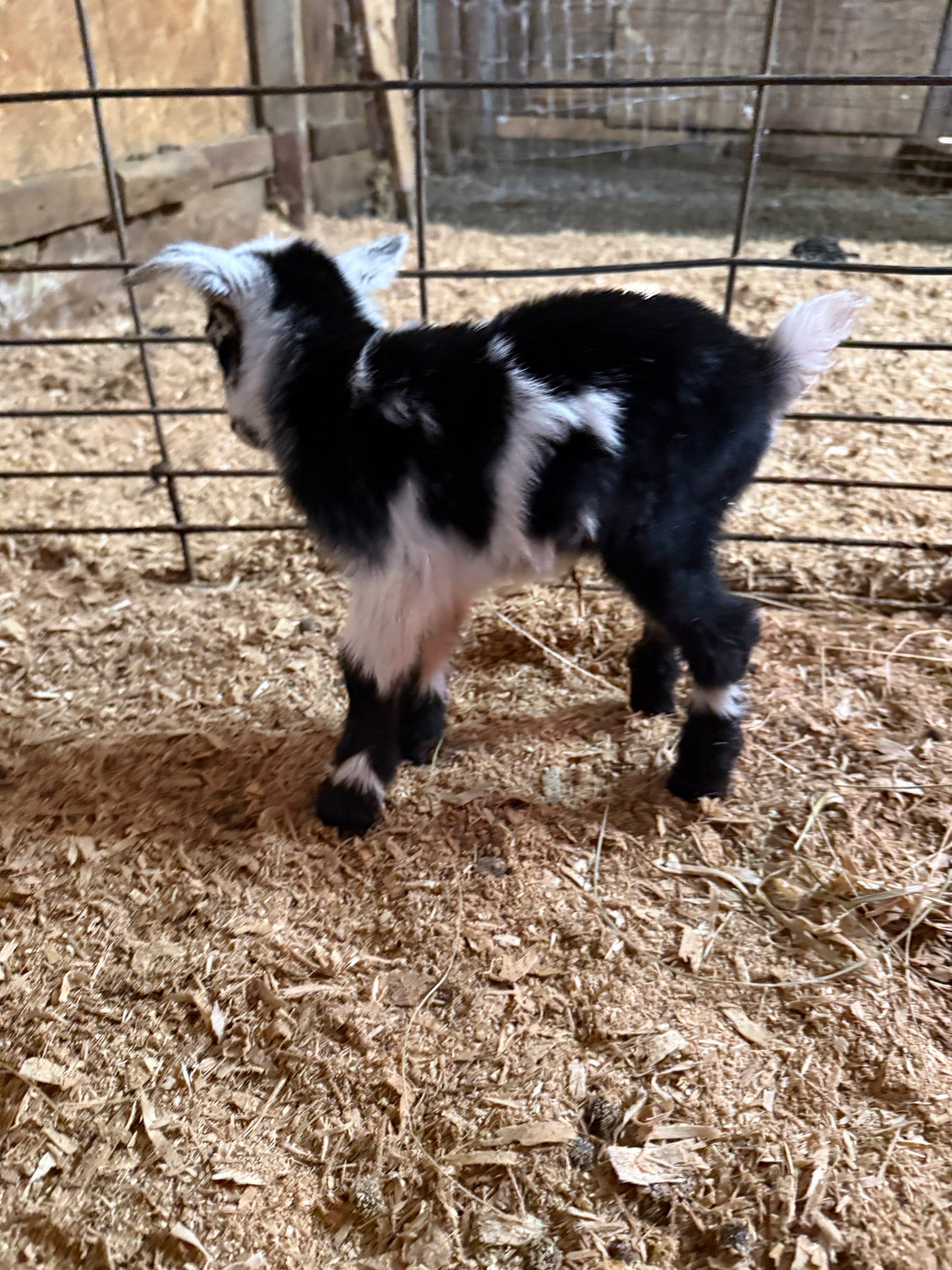 Nigerian Dwarf Goat kids