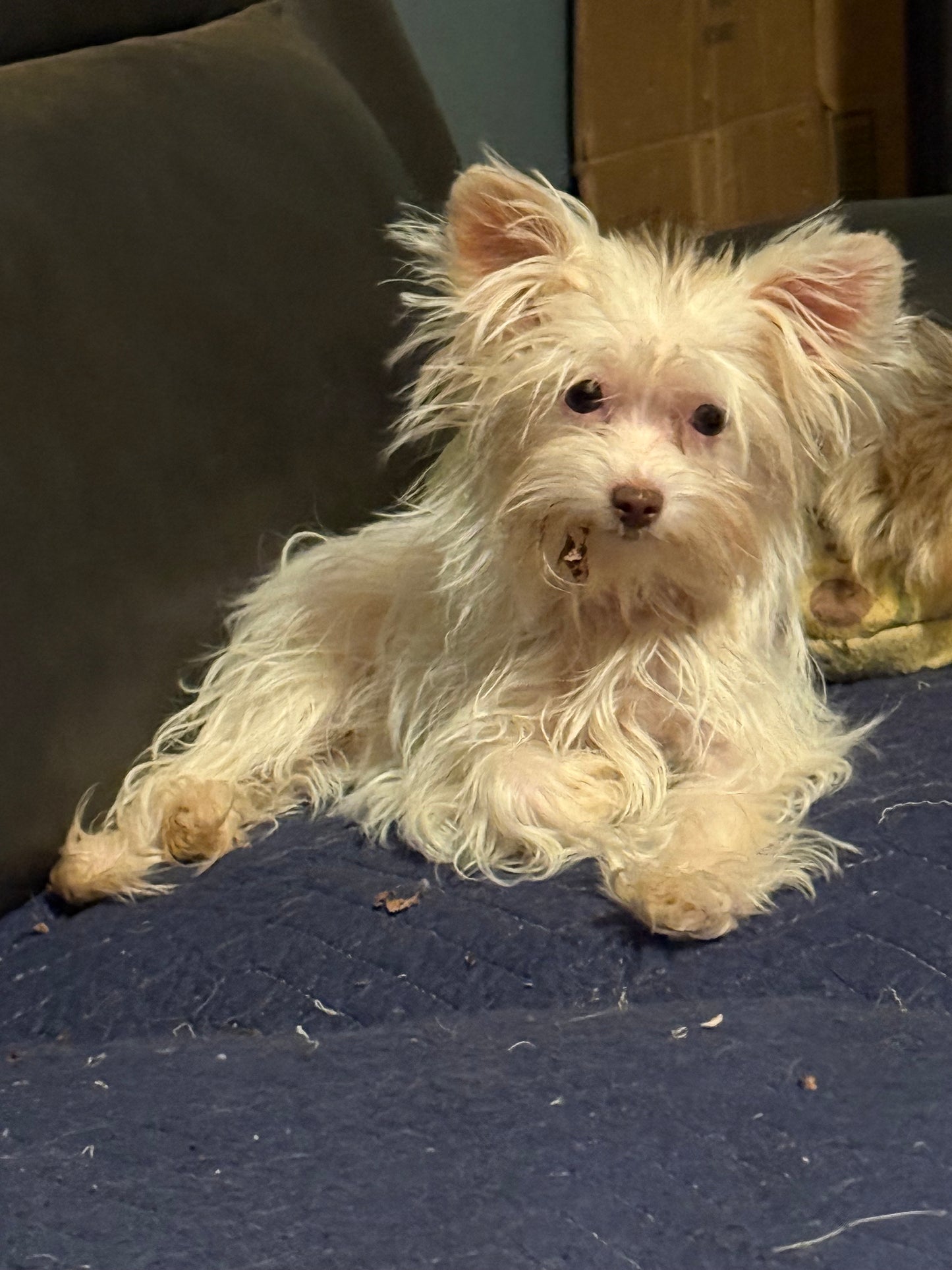 Yorkshire Terrier Female