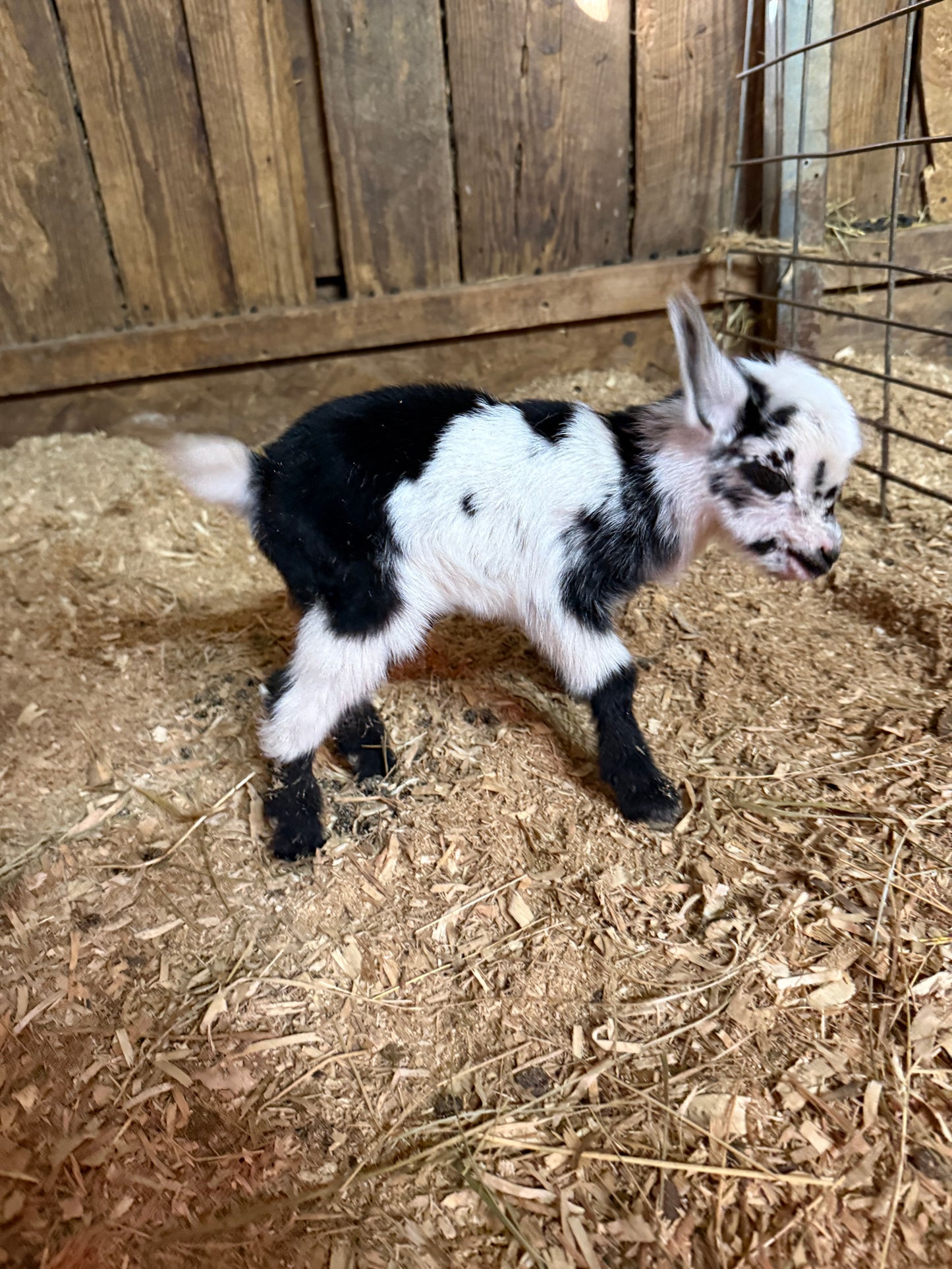 Nigerian Dwarf Goat kids
