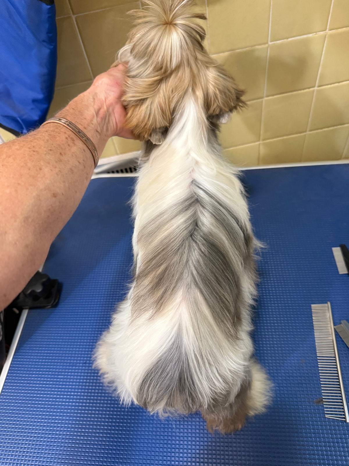 Blueberry Merle Female