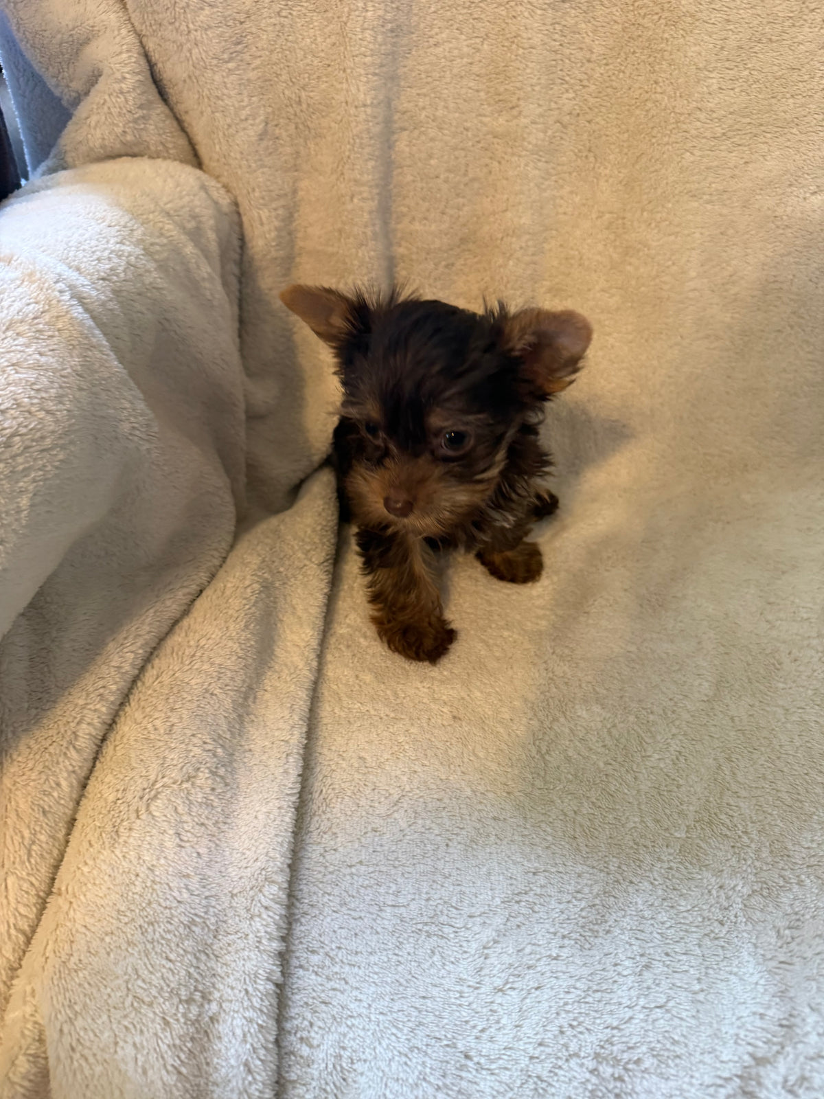 Yorkshire Terrier Chocolate Female