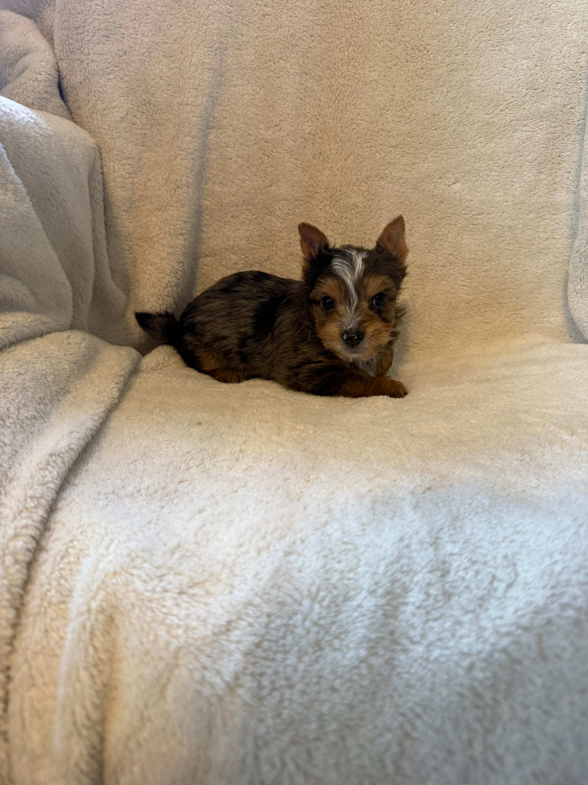 Yorkshire Terrier Male Blue Merle