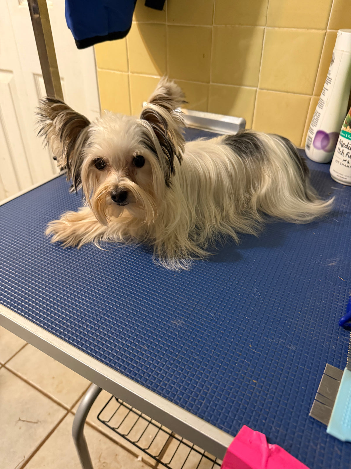 Yorkshire Terrier Male
