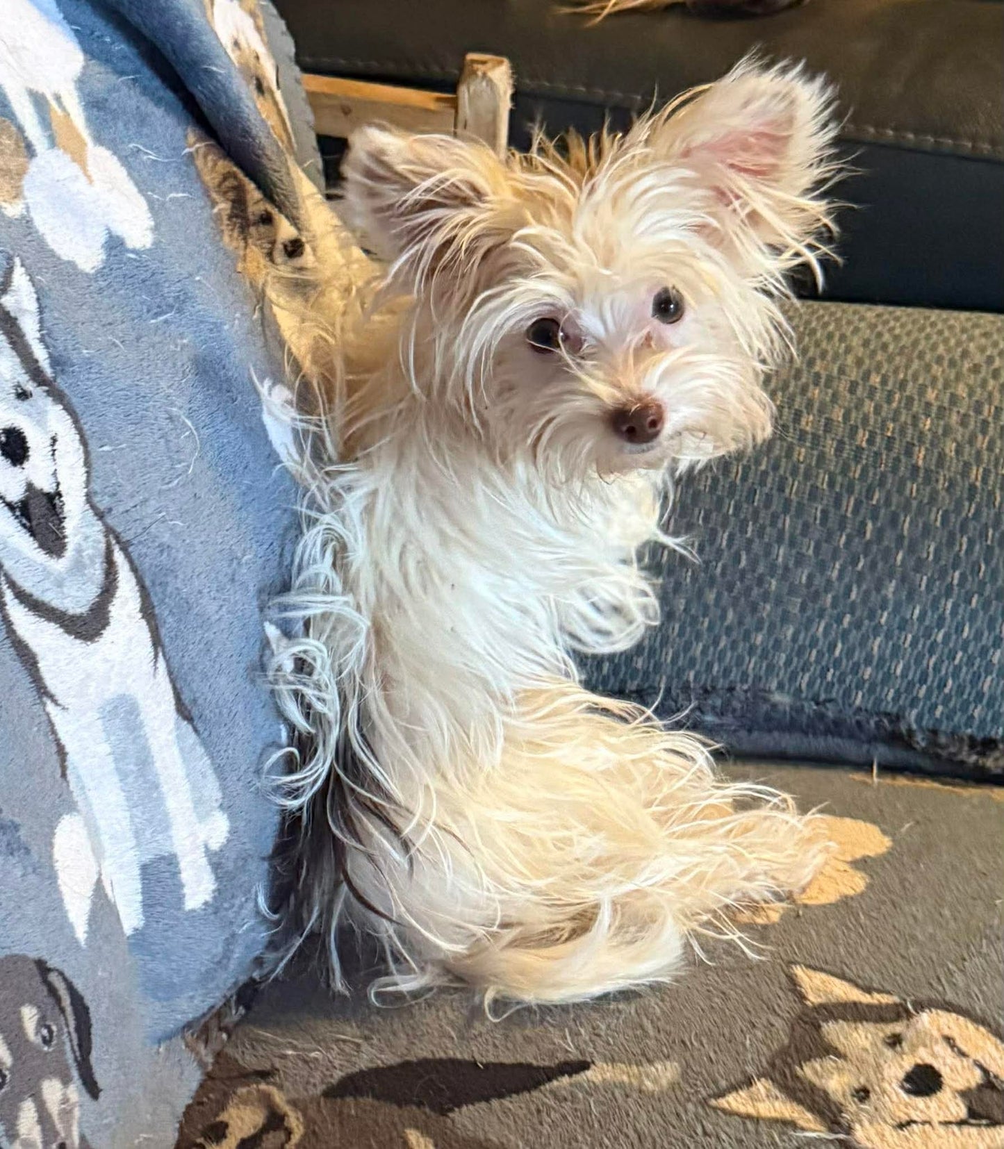 Yorkshire Terrier Female