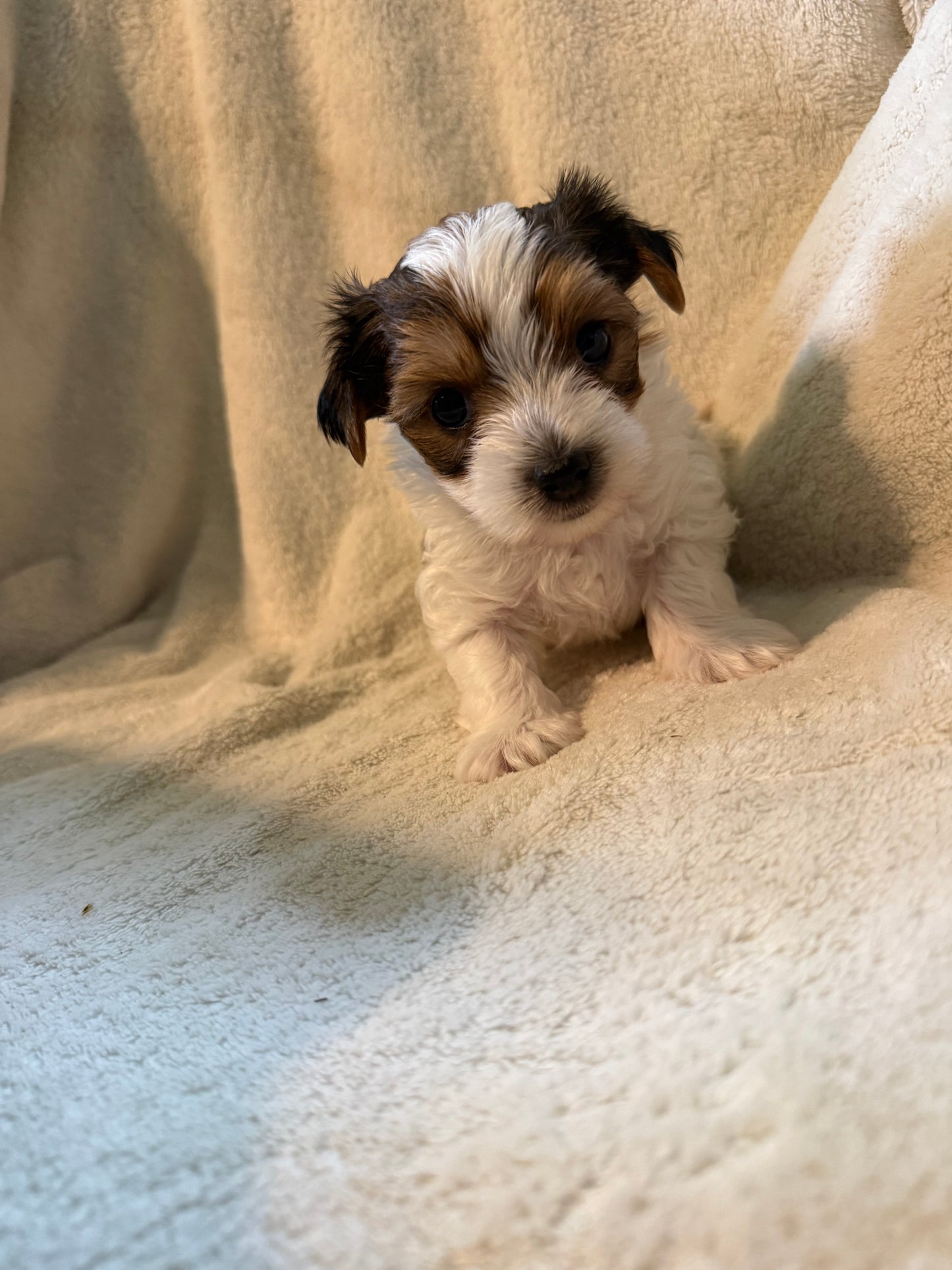 Male Yorkshire Terrier