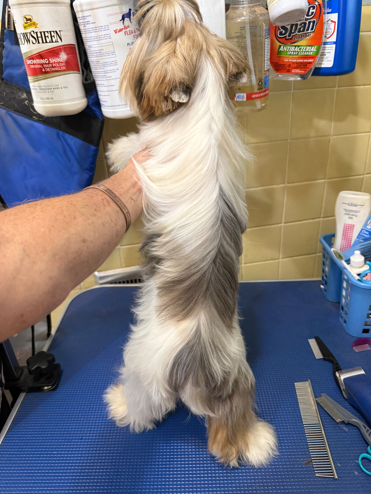 Blueberry Merle Female