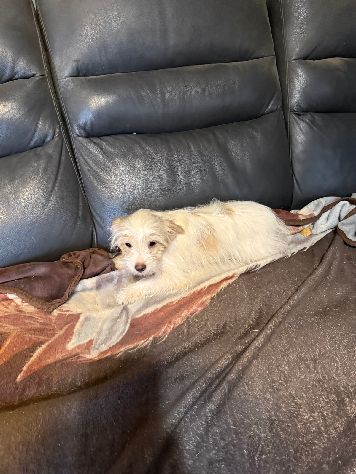 Yorkshire Terrier female Chocolate Blonde Parti Merle