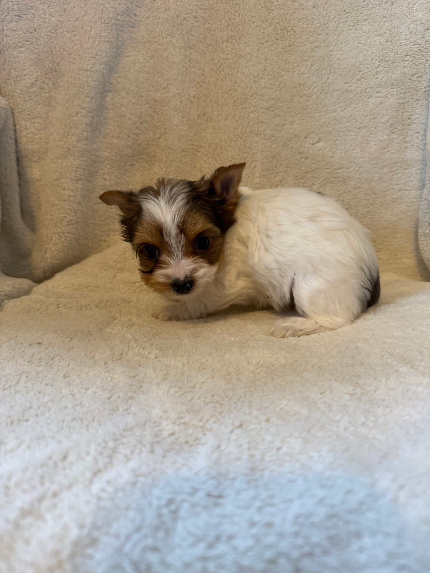 Yorkshire Terrier Female Blueberry Merle