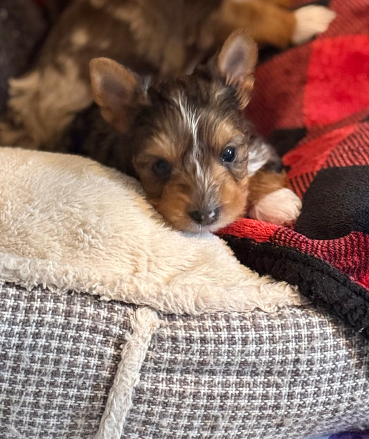 Yorkshire Terrier Female Blue Merle