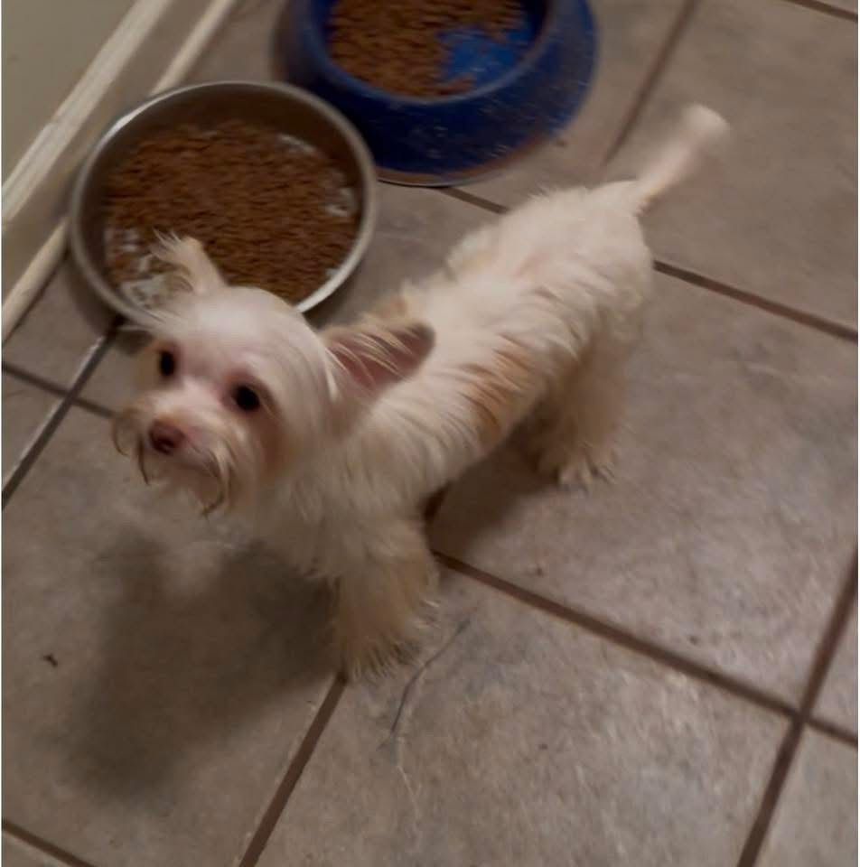 Yorkshire Terrier Male Chocolate Blonde Parti