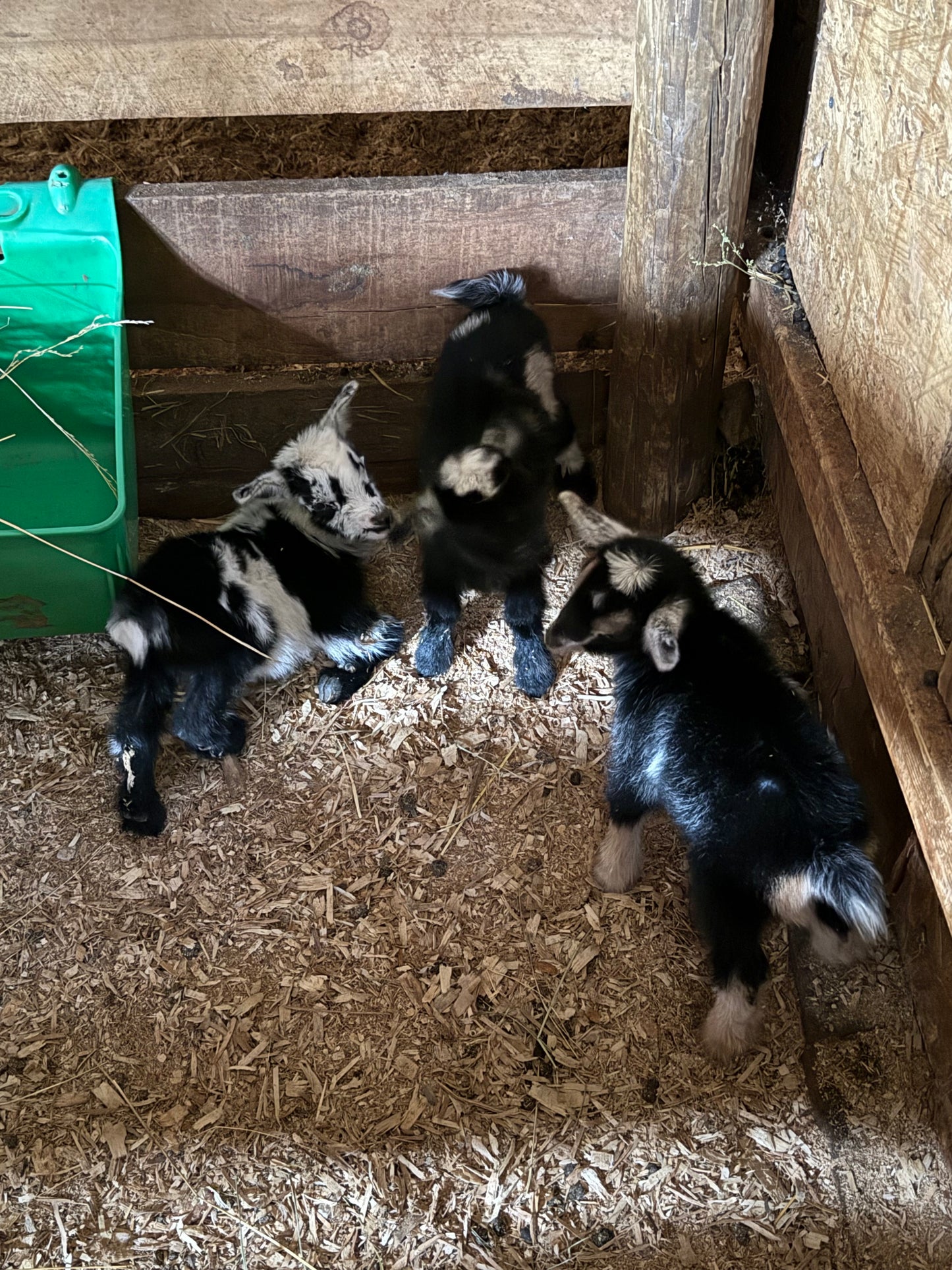 Nigerian Dwarf Goat kids