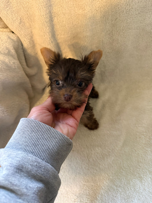 Yorkshire Terrier Chocolate Female