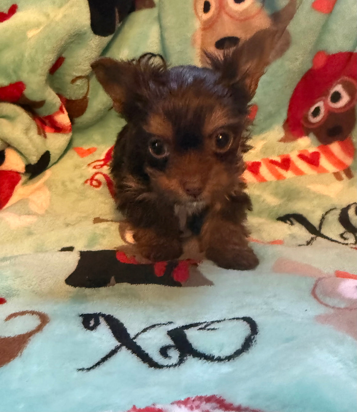 Yorkshire Terrier Chocolate Male