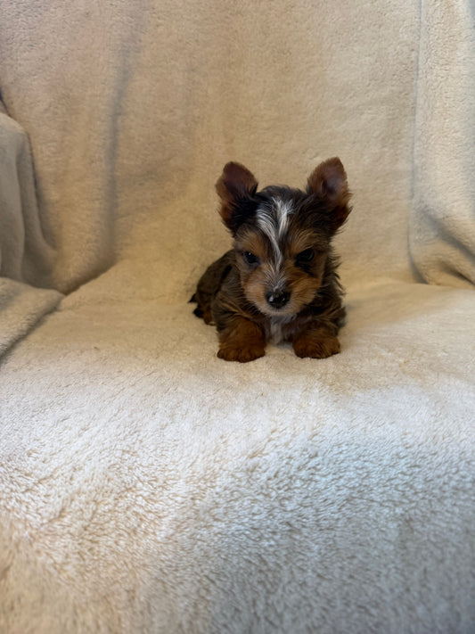 Yorkshire Terrier Male Blue Merle