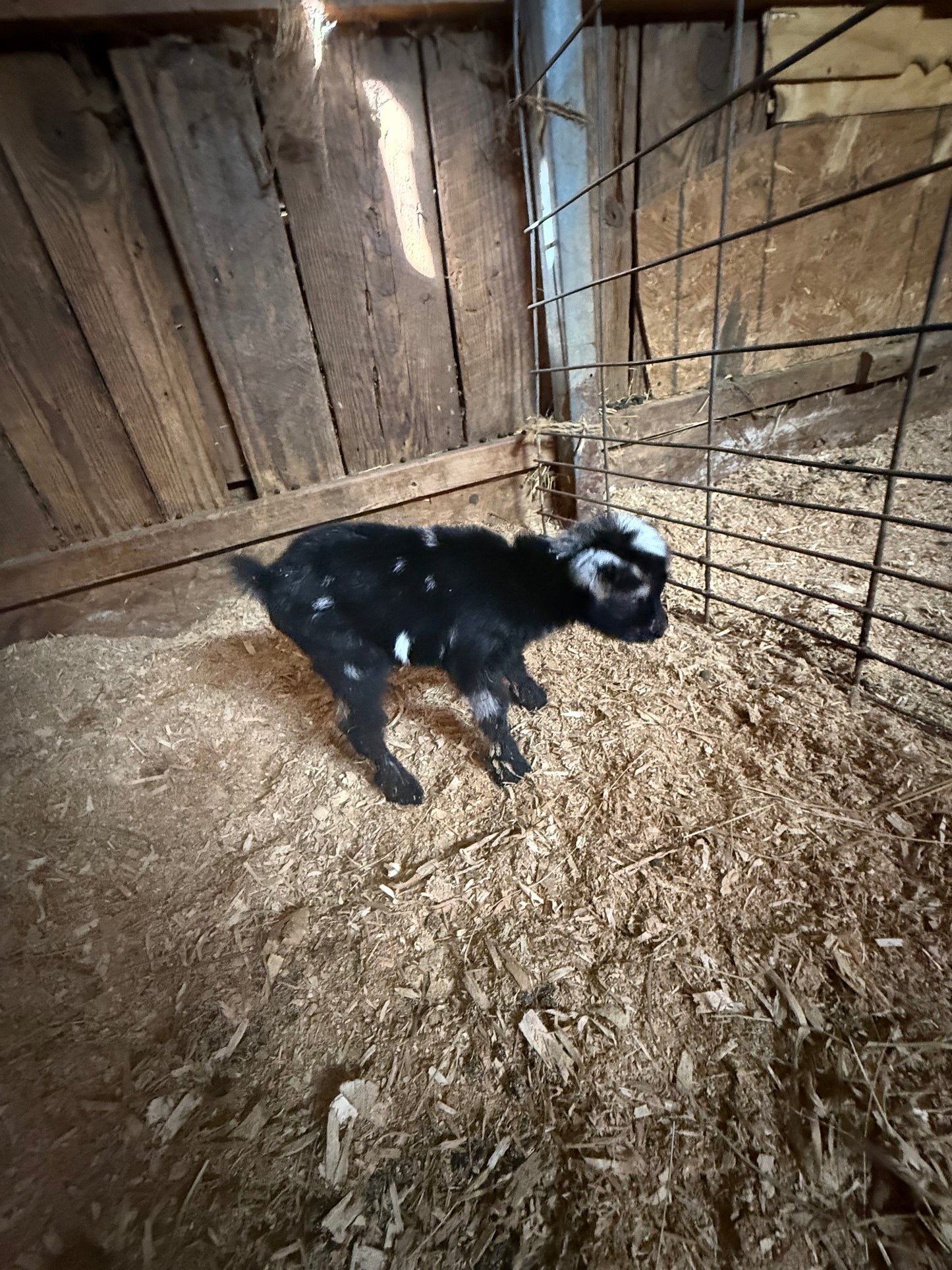 Nigerian Dwarf Goat kids