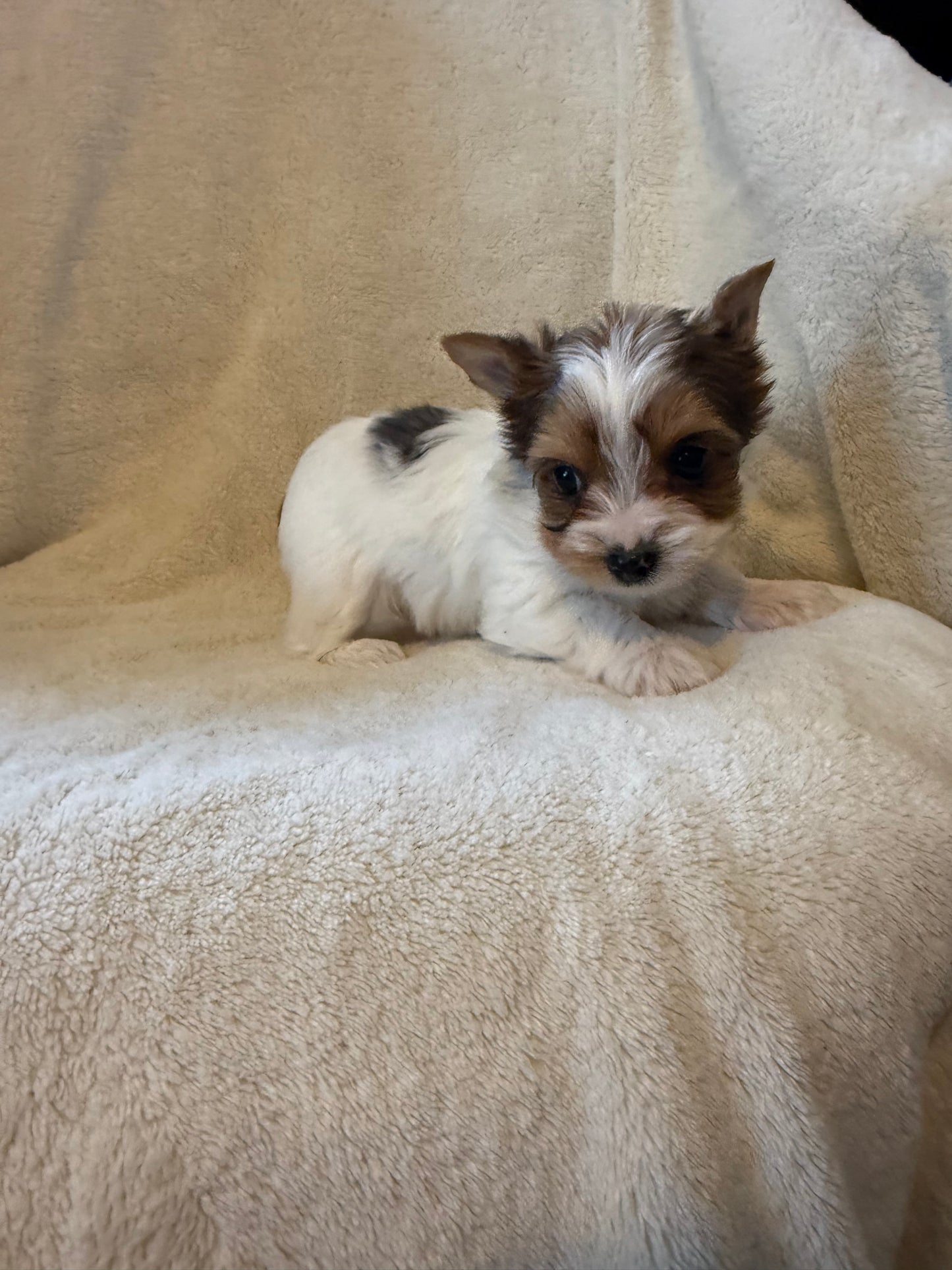 Yorkshire Terrier Female Blueberry Merle