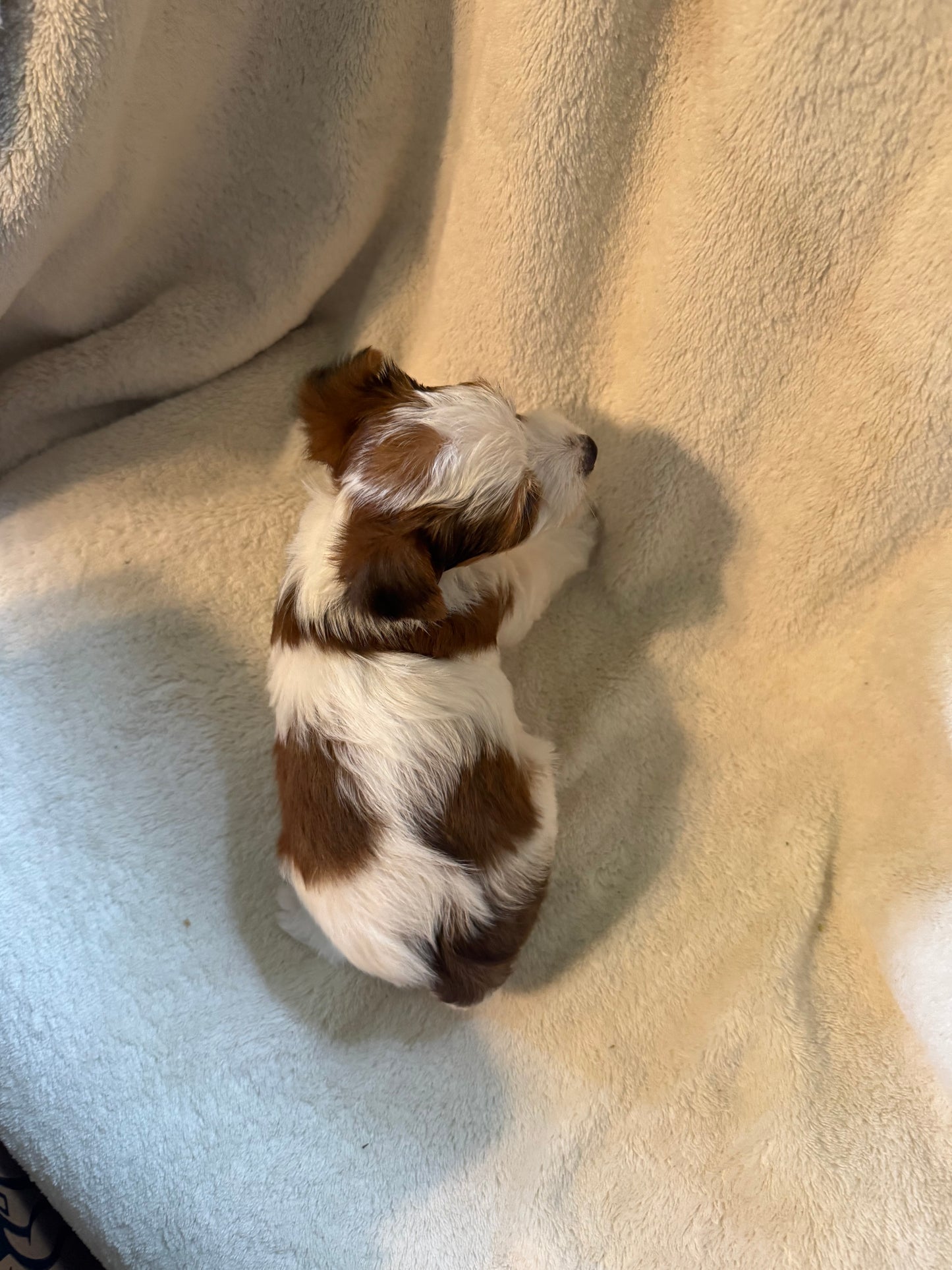 Male Yorkshire Terrier