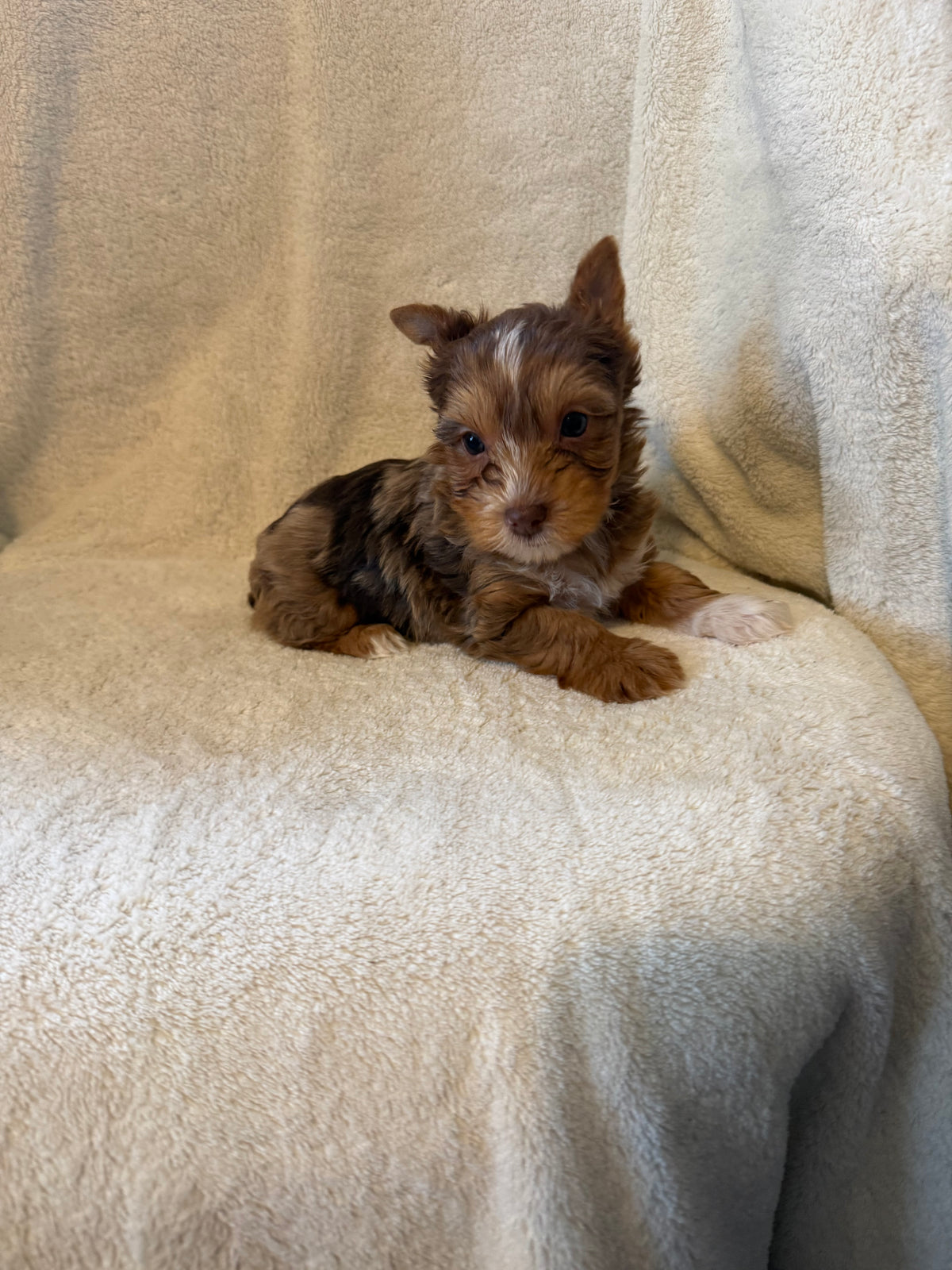 Yorkshire Terrier Male Chocolate Merle
