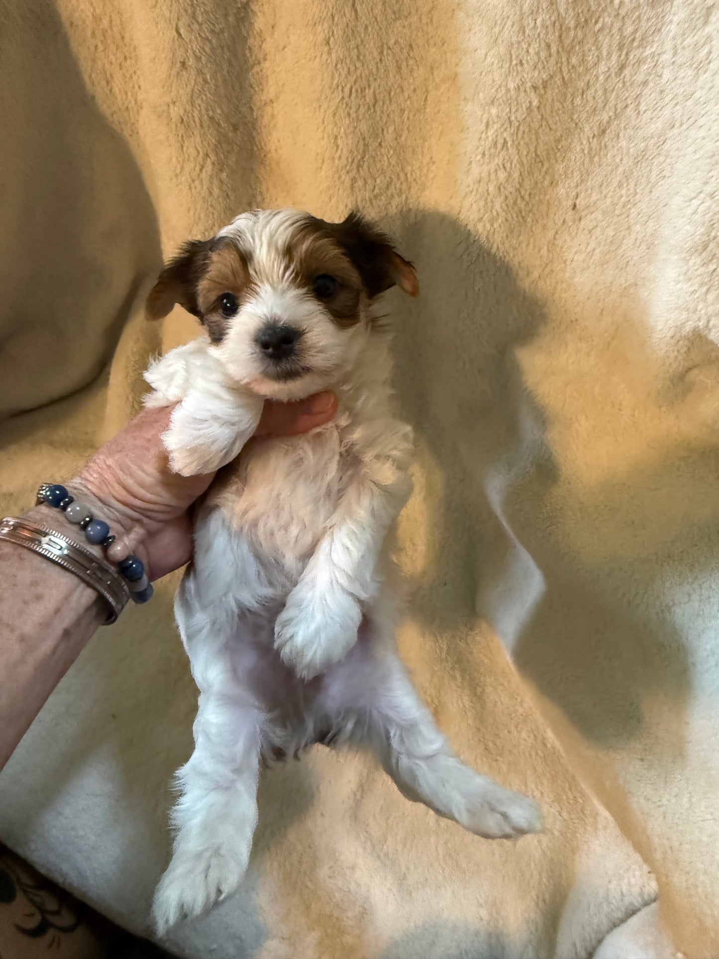 Male Yorkshire Terrier
